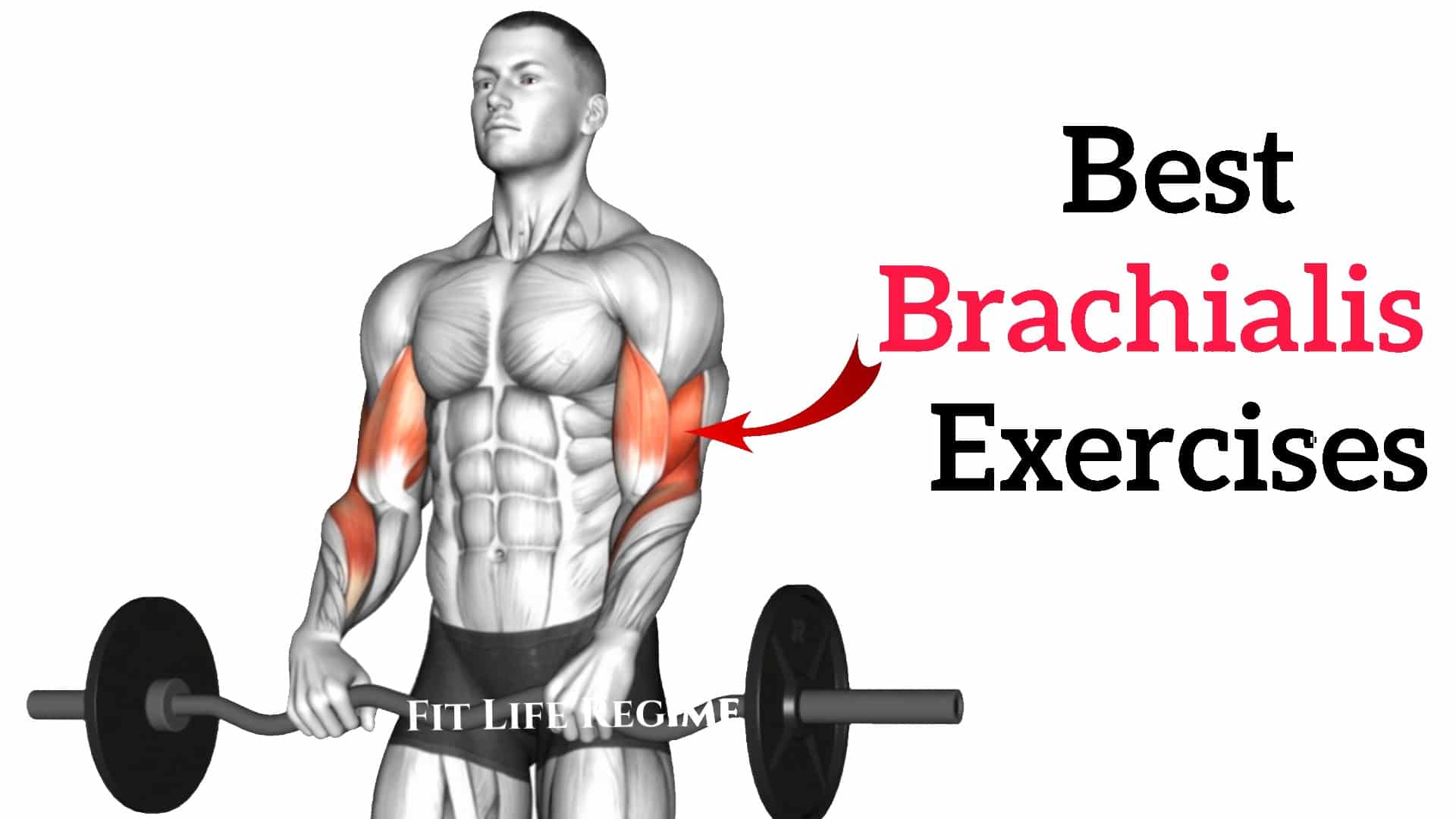 Best Brachialis Exercises