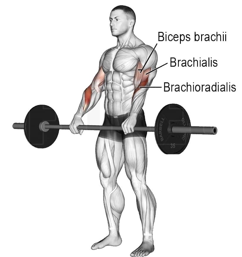 Muscle Worked During Reverse Bicep Curl