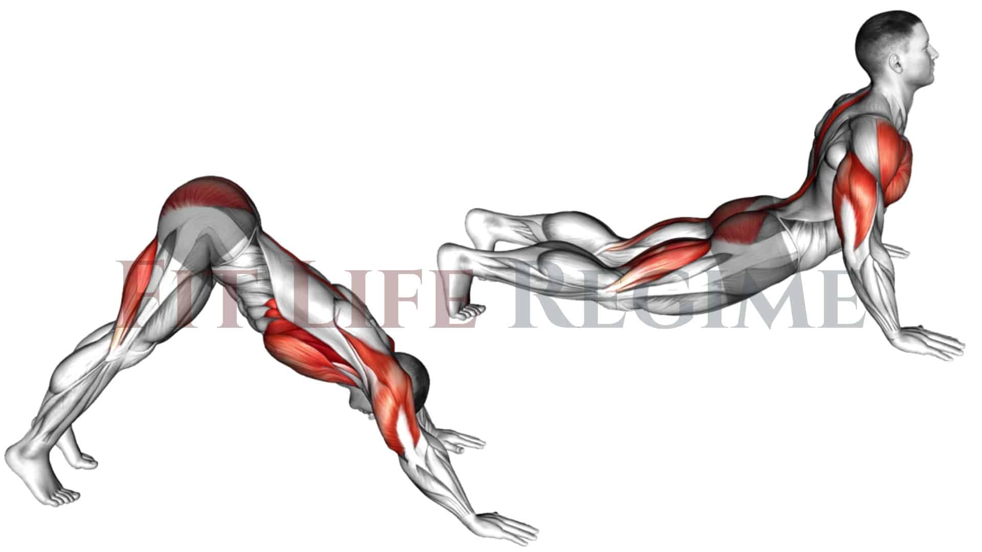 Muscles Push Ups Build At Tyson Macgillivray Blog Muscles Push Ups Build At Tyson Macgillivray Blog