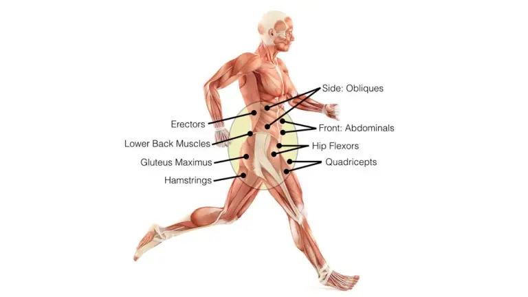 Core Muscles