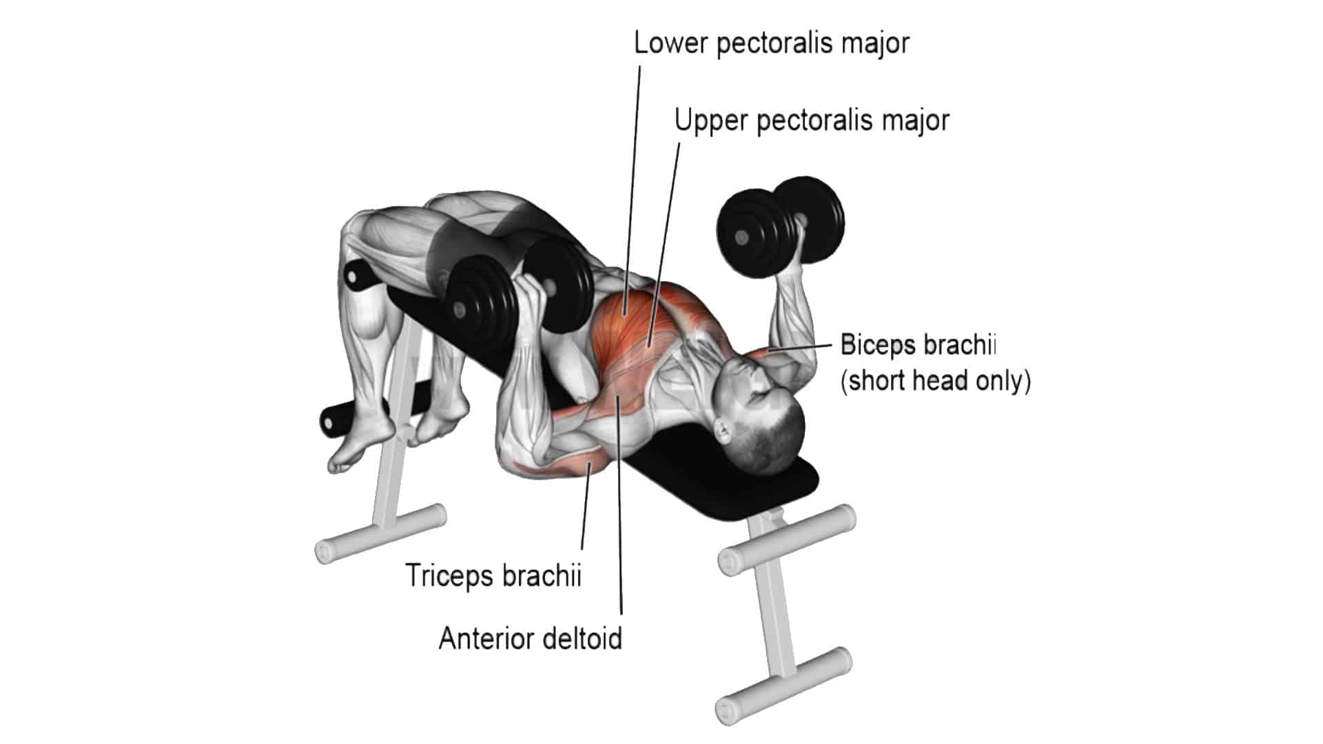 Decline Dumbbell Press Muscles Worked
