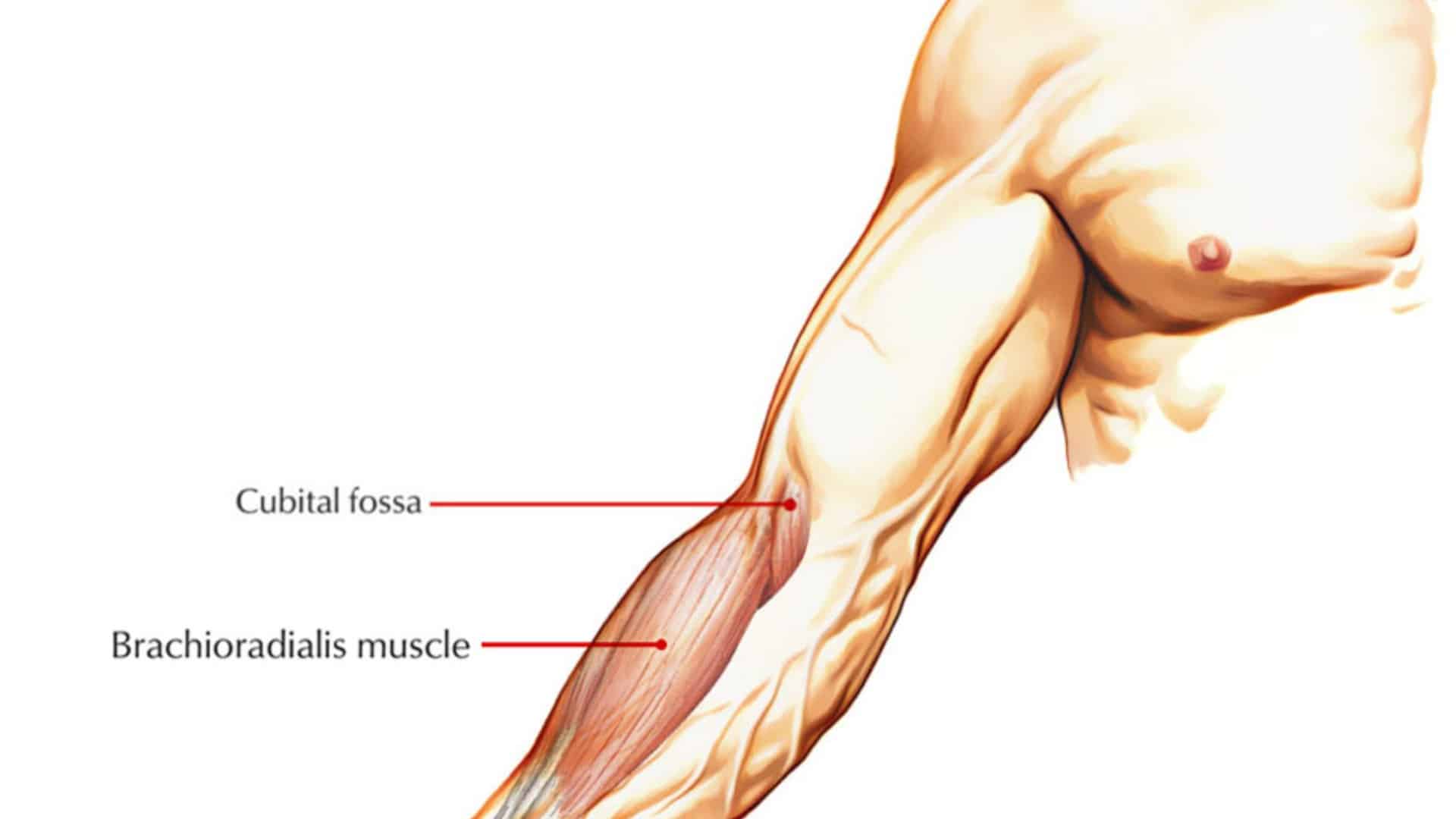 brachioradialis muscle