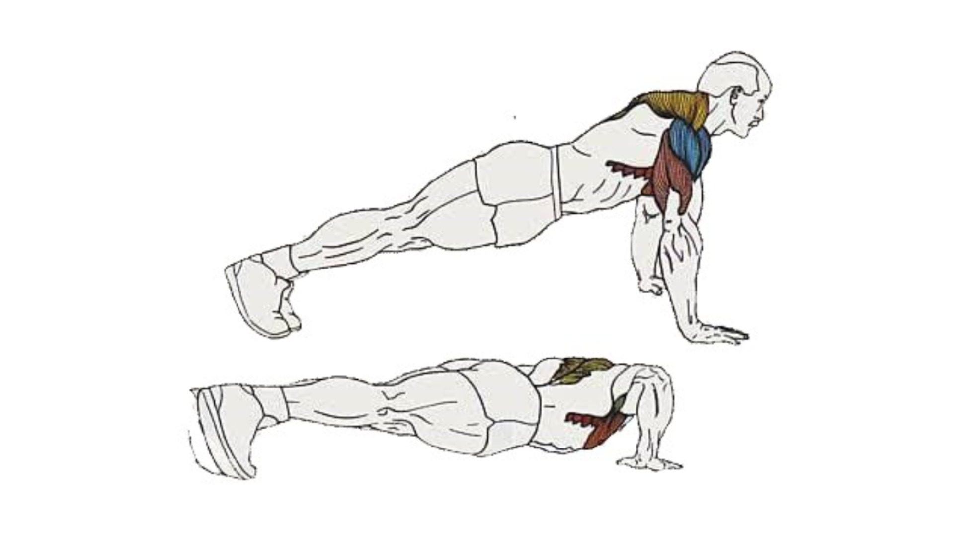Scapula Push Ups Muscles Worked