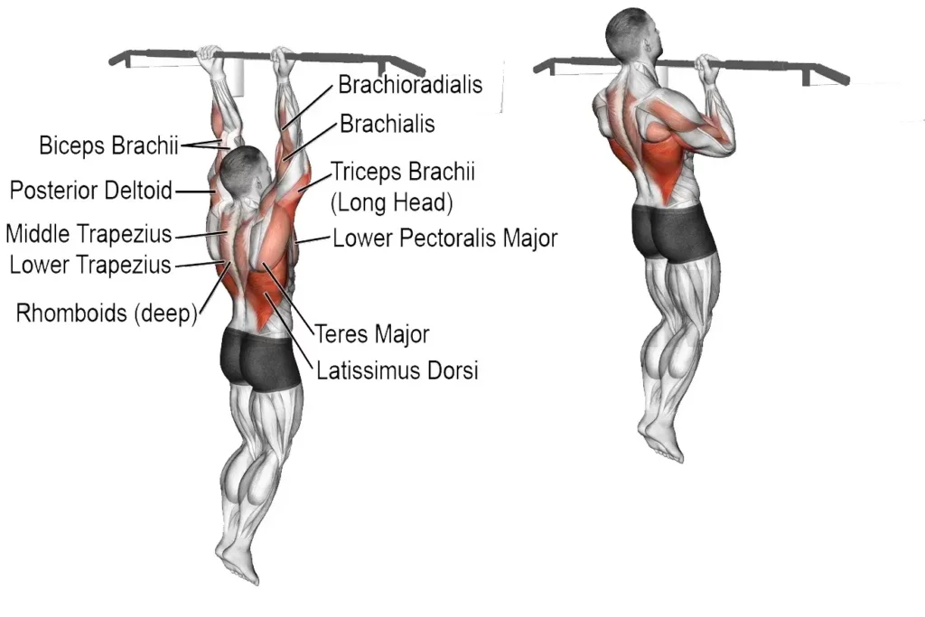 Muscle Worked During Chin Ups